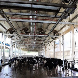 Livestock Farm Light Steel Structure Prefabricated Building Cow Sheds