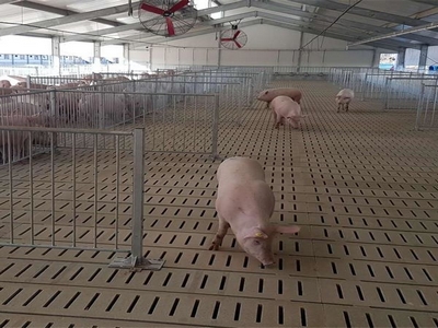 Industrial steel structure pig farm