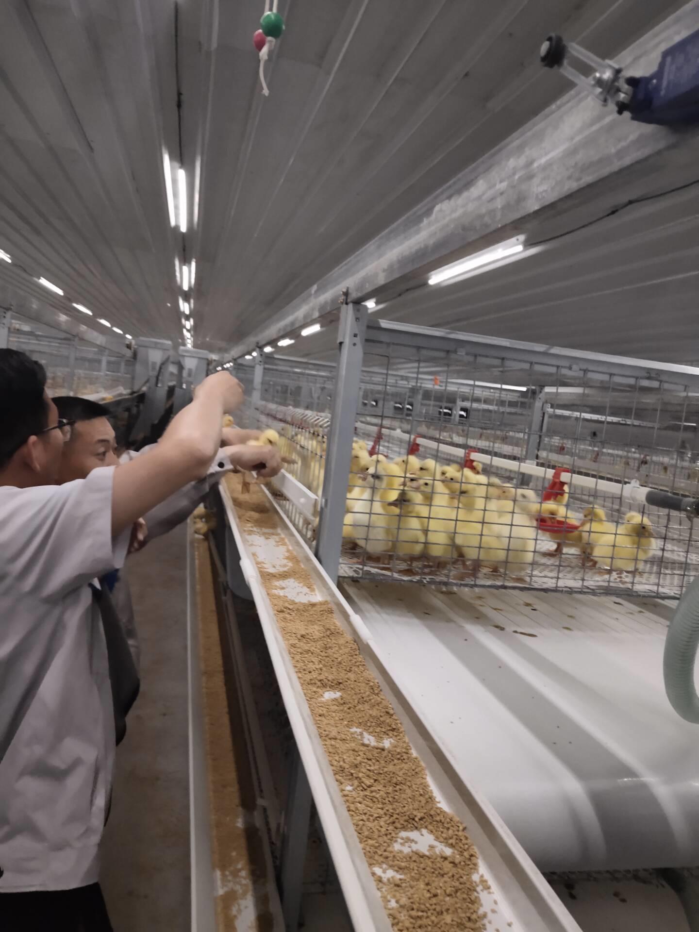 steel structure chicken house