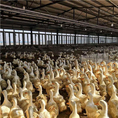 Poultry Farm building