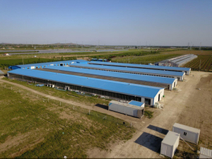 Industrial Poultry Steel Structure Commercial Chicken Layer Housing Building
