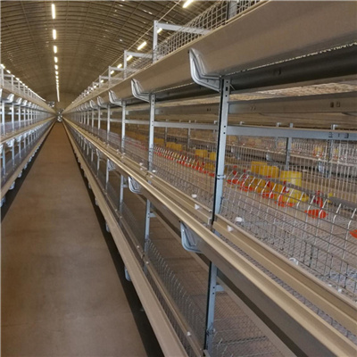 poultry equipment