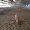 Prefabricated Steel Prefab Pig House Farm Building Piggery