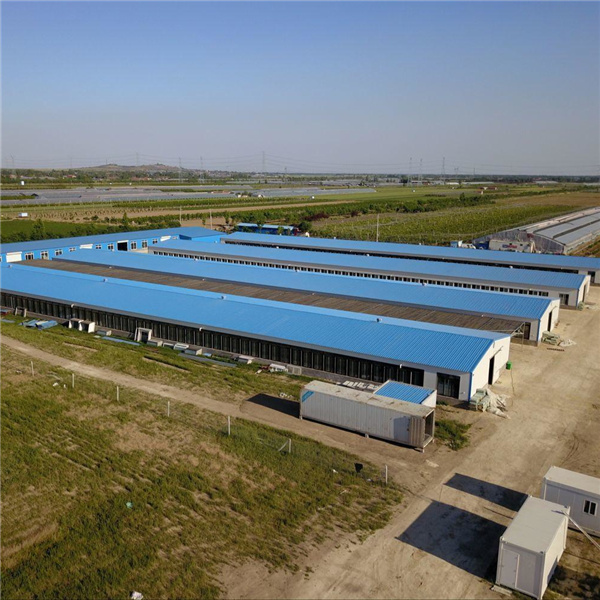 Galvanized Metal Structure Poultry Equipment Farm Layer Shed Building Housing
